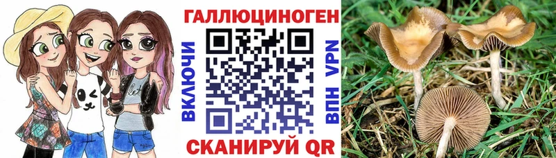 Купить  Узловая  Галлюциногенные грибы мицелий 